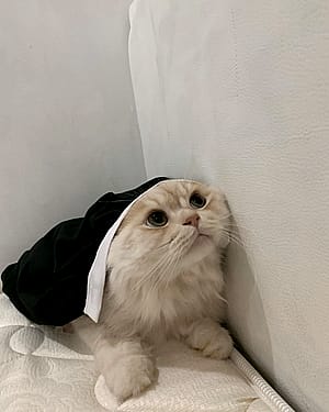 Two cats, one cosplay — double the cuteness!'