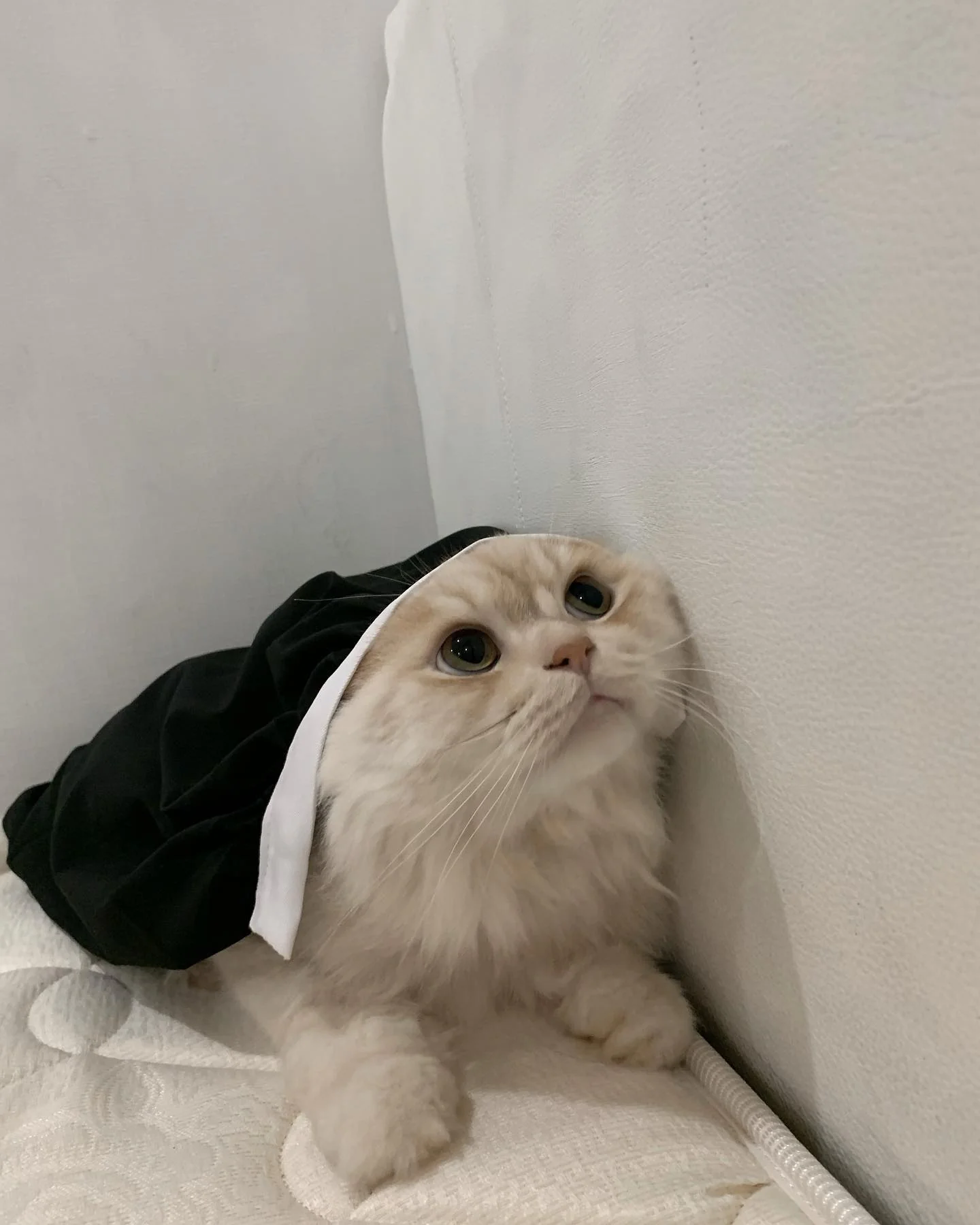 Two cats, one cosplay — double the cuteness! picture 1 of 6