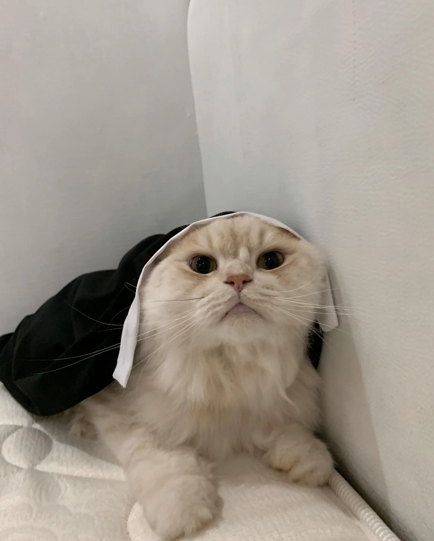 Two cats, one cosplay — double the cuteness! picture 3 of 6
