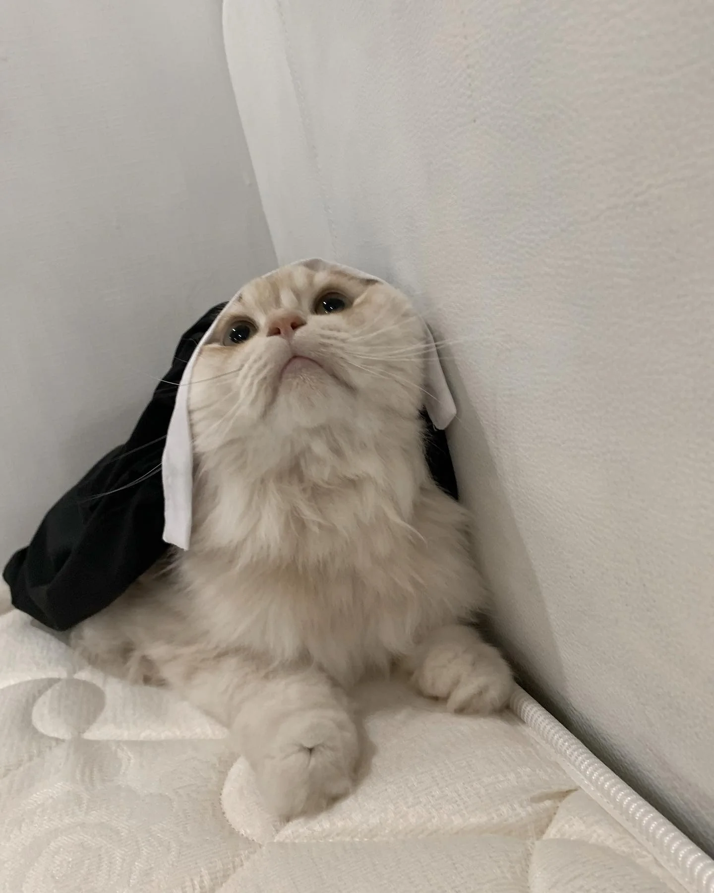 Two cats, one cosplay — double the cuteness! picture 6 of 6