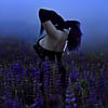 Setor_